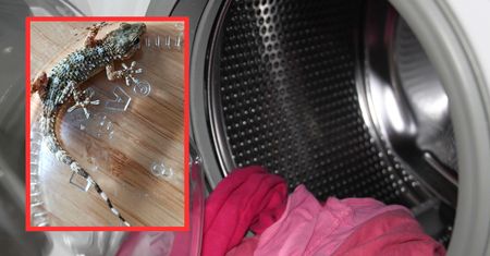 Wrócili z Sardynii. Tego, co znaleźli w walizce, zupełnie się nie spodziewali