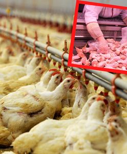 Wielka afera drobiowa. Kurczaki karmiono tłuszczami do produkcji smarów
