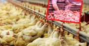 Wielka afera drobiowa. Kurczaki karmiono tłuszczami do produkcji smarów