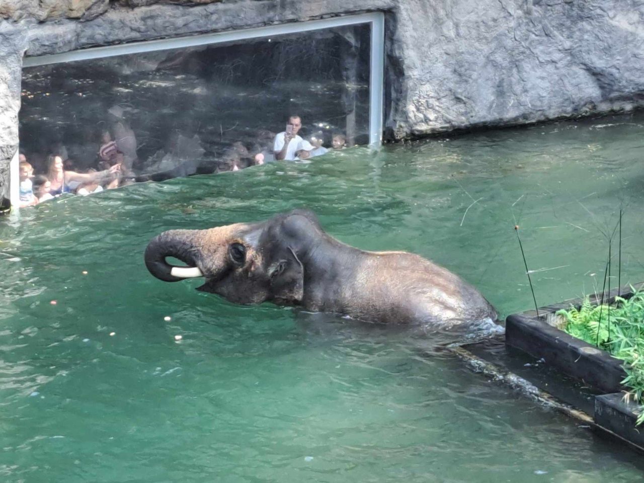Łódź: Święto słoni w Orientarium. Specjalne akcje i atrakcje
