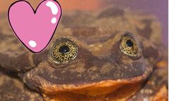 Żaba ogłasza się na portalu randkowym. Ekologiczne lovestory