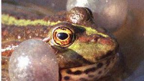 I samochody nie będą wchodzić żabom w drogę