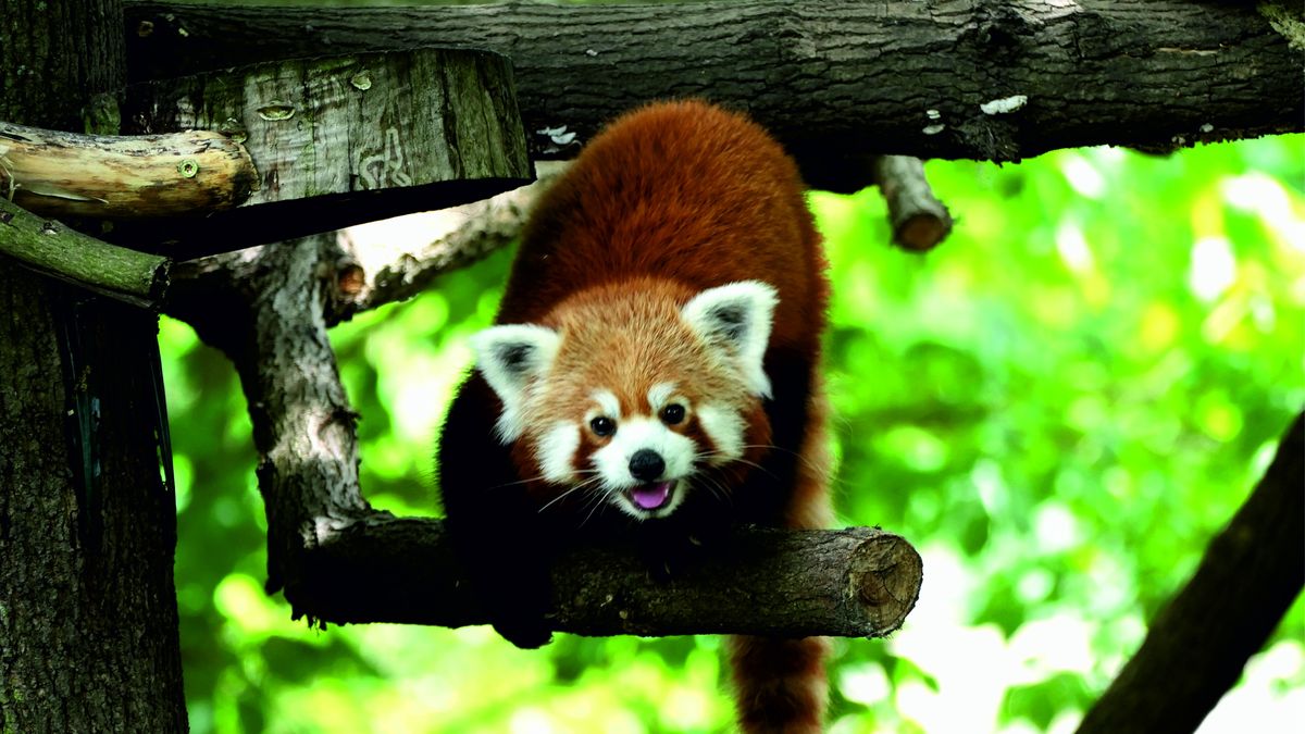 Panda w toruńskim ogrodzie
