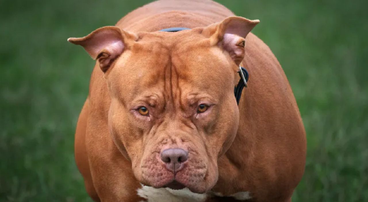 Trzy psy rasy american bully rzuciły się na 26-latkę. Właściciel z wyrokiem