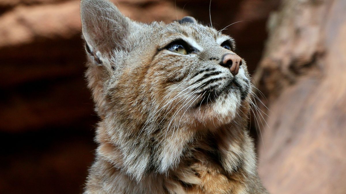 Żbik to gatunek dzikiego kota, który w Polsce jest pod ochroną.