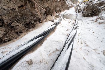 Szczury "zjadły" internet w Londynie. Powód problemów zaskakuje