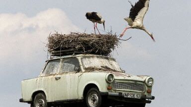 Nietypowe bocianie lokum