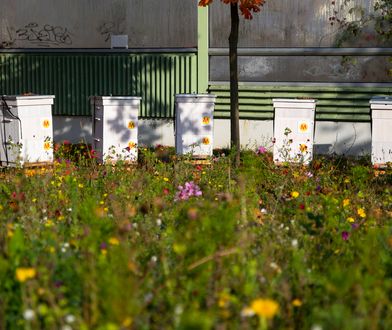 Warszawa. Kilkadziesiąt tysięcy pszczół na Kabatach, tuż przy stacji metra