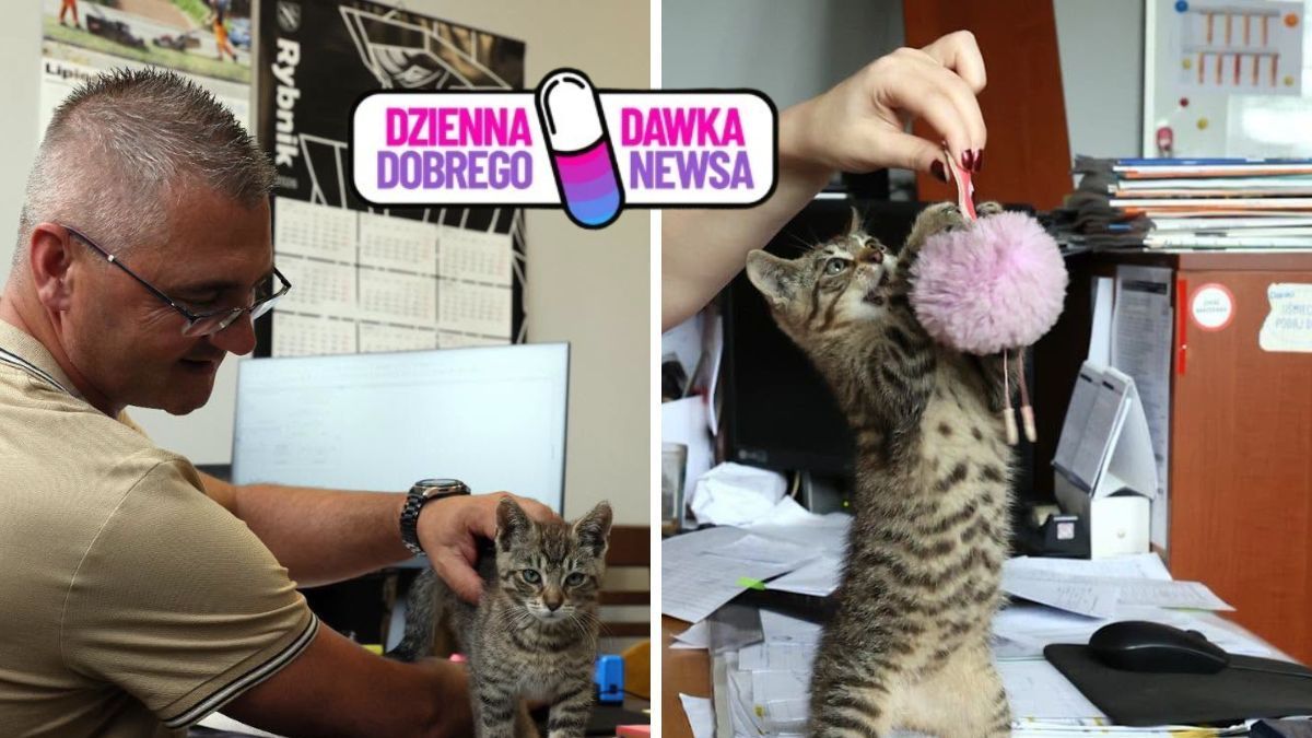 Gino ma nową pracę. Uroczy kotek dołączył do ZDM w Rybniku