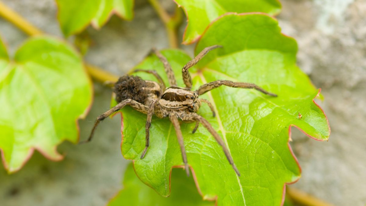 Ukraińska tarantula pojawiła się w Polsce