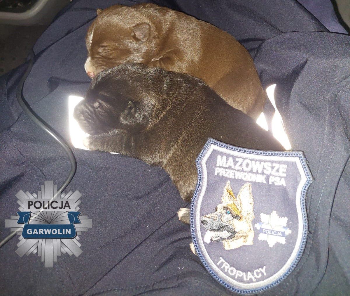 Garwolin. Szczeniaki w reklamówce przy drodze. Policja szuka sprawcy