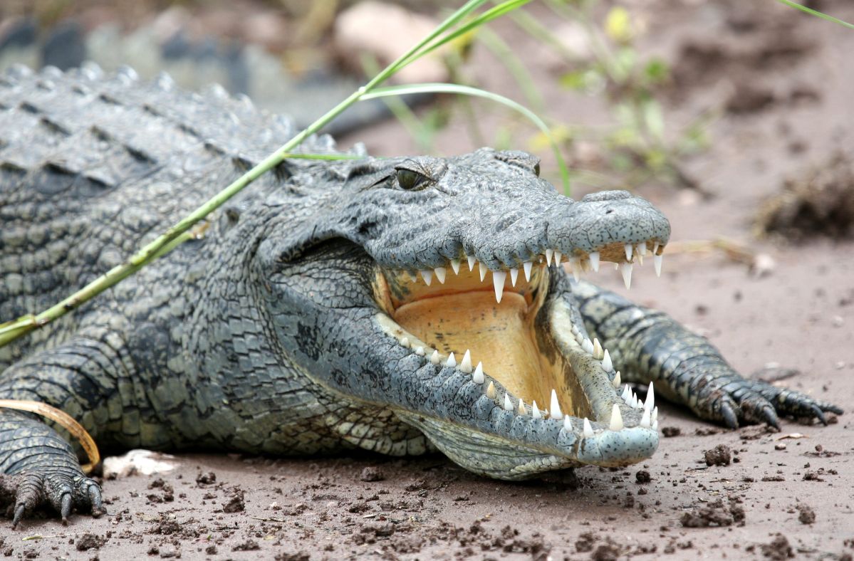 Harassing crocodiles is illegal in Australia.