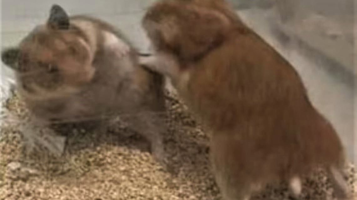 Chomiki stały się zaskakująco agresywne 