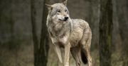Naukowcy alarmują. Populacje wilków w Europie wciąż zbyt małe