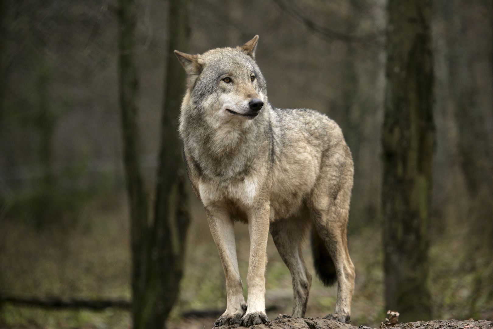 Naukowcy alarmują. Populacje wilków w Europie wciąż zbyt małe