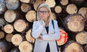 Eksport polskiego drewna do Chin. Rząd pokazał liczby