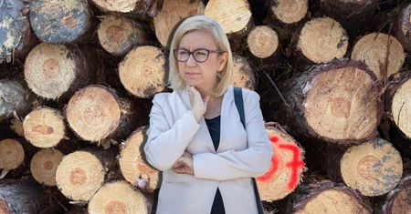 Zwrot na rynku drewna. Oto co się stało z eksportem do Chin