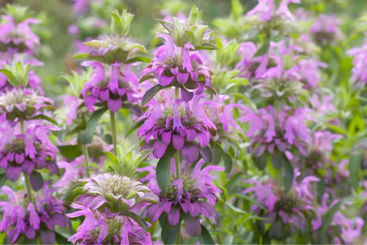 Zrywam te kwiaty i robię napar. Pomaga pozbyć się wzdęć i ukoić nerwy