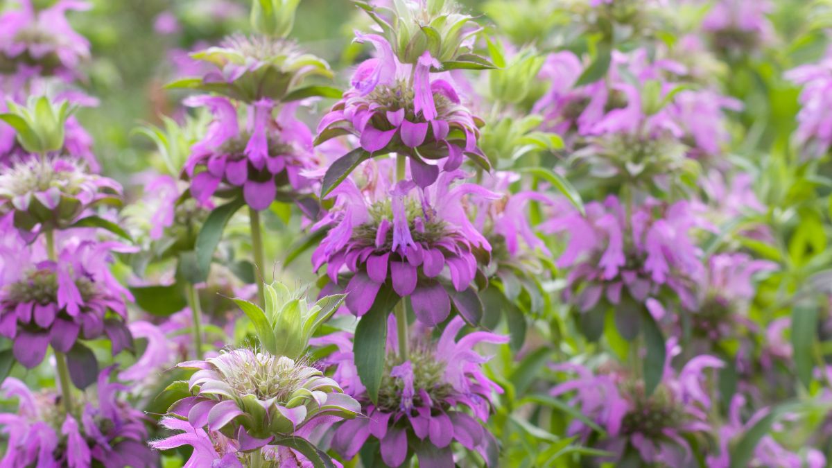 Pysznogówka to nie tylko dekoracja ogrodu