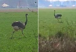 Pościg policji za strusiem. Nagranie z nietypowej akcji