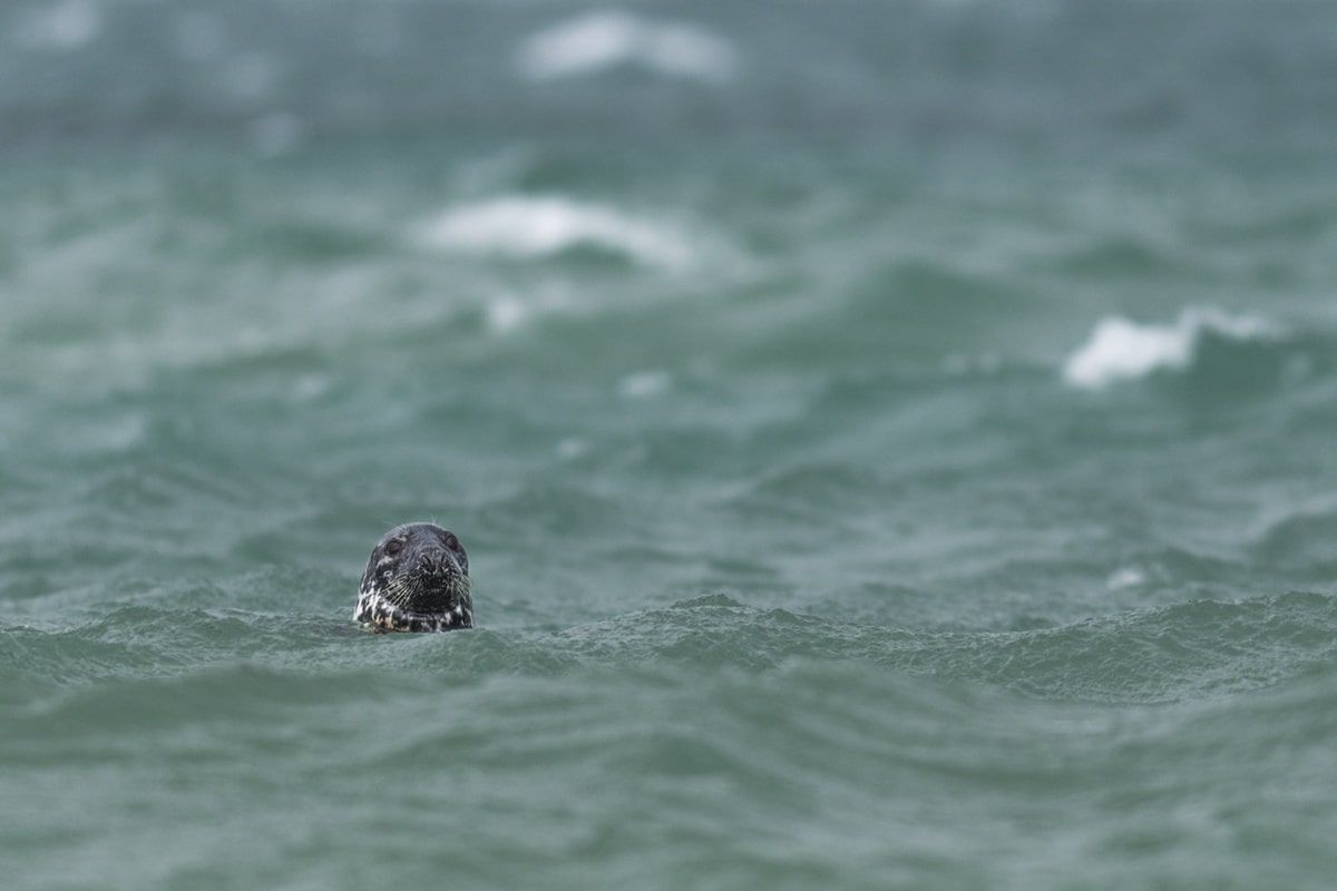 Nietoperz podczas polowania - zwycięskie zdjęcie British Wildlife Photography Awards 2018 18