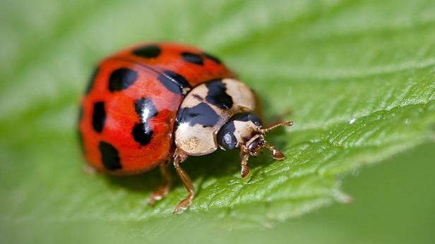 Gdzie najczęściej kupują internauci? Tam, gdzie jest tanio: w Lidlu, Tesco i Biedronce 1