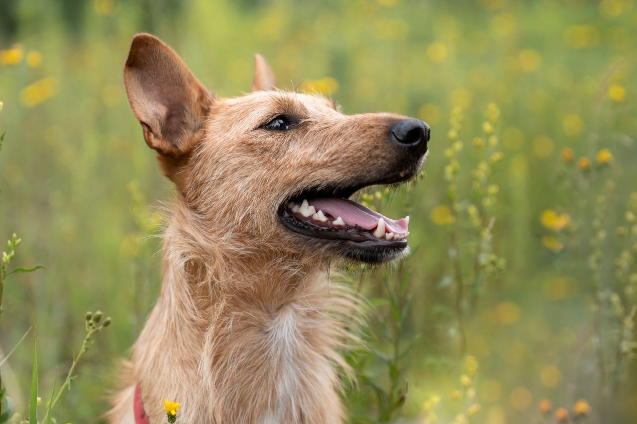 What does it mean when a dog shows its teeth?