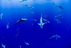 Latał spadochronem nam Morzem Czerwonym. Wyskoczył na niego rekin [WIDEO]