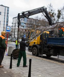 Warszawa. Kilka tysięcy nowych drzew w stolicy. W weekend sadzenie na Żoliborzu