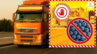 Lublin: Jagody z Ukrainy zatrzymane. 20 ton zanieczyszczonych owoców nie wjechało do Polski