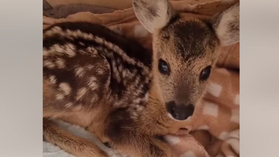 Dzieci chciały pogłaskać sarenkę. Tragiczne konsekwencje