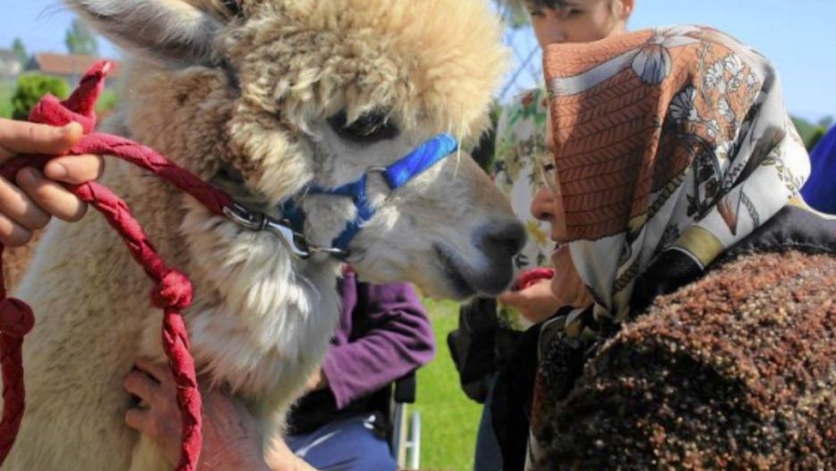 Warszawa. Ośrodek Psychoterapeutyczny dla Dzieci i Młodzieży Koparka ma problemy. Prosi o zrzutkę, która pozwoli na utrzymanie zwierzęcych psychoterapeutów