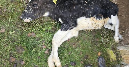 Cztery osoby oskarżone o znęcanie się nad cielętami. Policja z Kłodzka po pół roku śledztwa kieruje sprawę do sądu