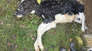 Cztery osoby oskarżone o znęcanie się nad cielętami. Policja z Kłodzka po pół roku śledztwa kieruje sprawę do sądu