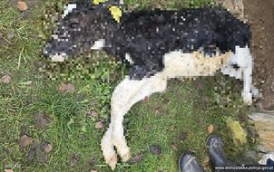 Cztery osoby oskarżone o znęcanie się nad cielętami. Policja z Kłodzka po pół roku śledztwa kieruje sprawę do sądu
