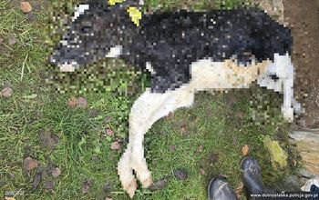 Cztery osoby oskarżone o znęcanie się nad cielętami. Policja z Kłodzka po pół roku śledztwa kieruje sprawę do sądu