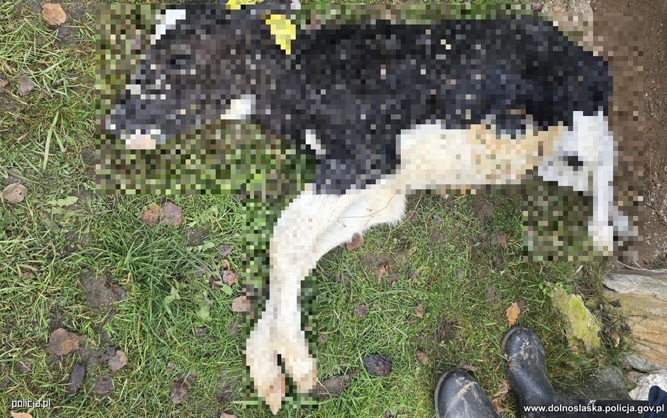 Cztery osoby oskarżone o znęcanie się nad cielętami. Policja z Kłodzka po pół roku śledztwa kieruje sprawę do sądu