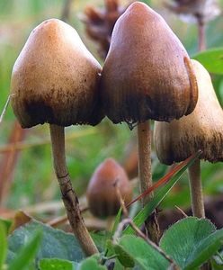 Już pojedyncza dawka psylocybiny łagodzi ciężką depresję