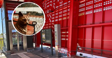 Kot odprowadzał swoją panią na pociąg. Postawiono mu pomnik w Gdańsku