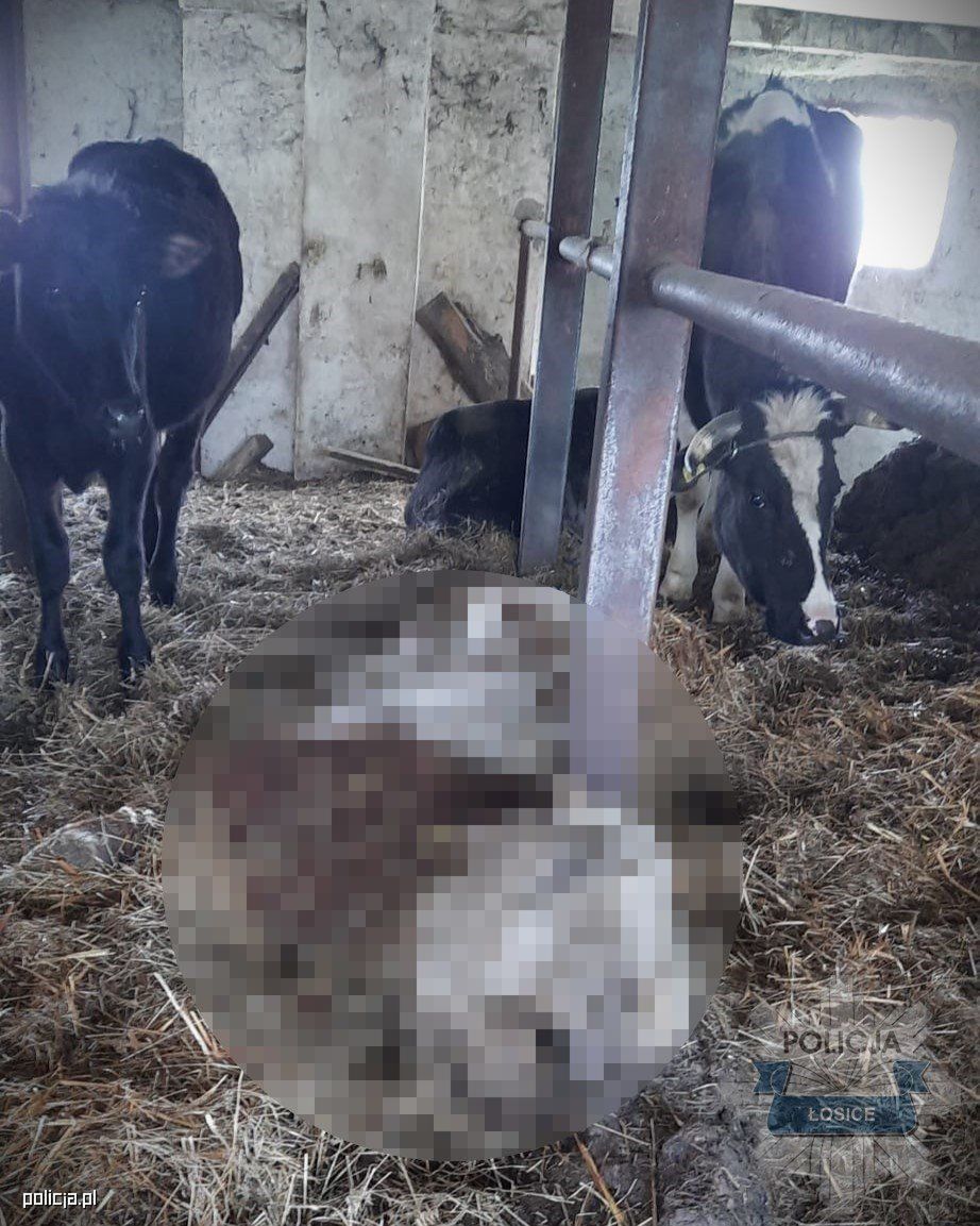 Dramat na gospodarstwie w gminie Stara Kornica! Trzy krowy nie żyją, właścicielowi grozi więzienie