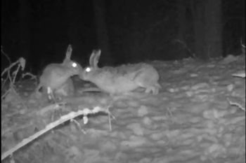 "Leśne randki". Aż rozbłysły im oczy. Leśnicy złapali na fotopułapce