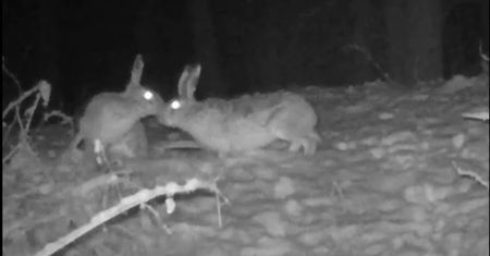 "Leśne randki". Aż rozbłysły im oczy. Leśnicy złapali na fotopułapce