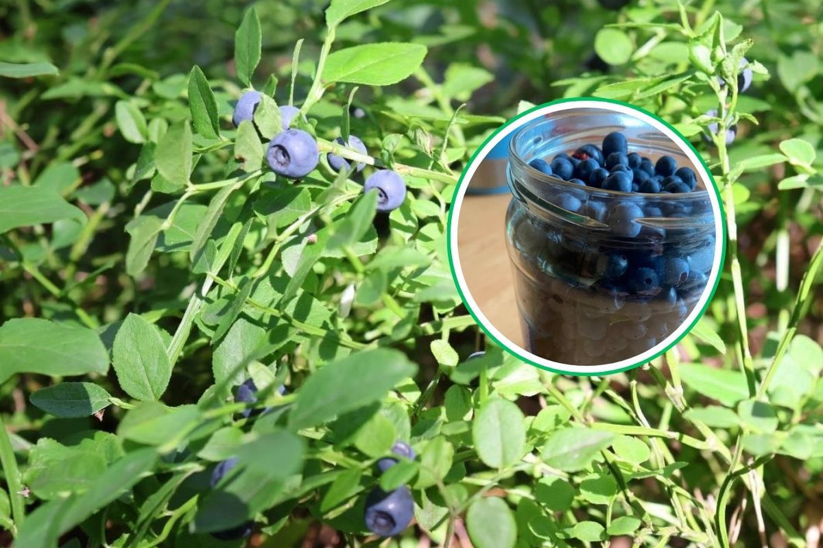 Handlarze narzekają, a jagody są? Leśnicy: tyle w godzinę