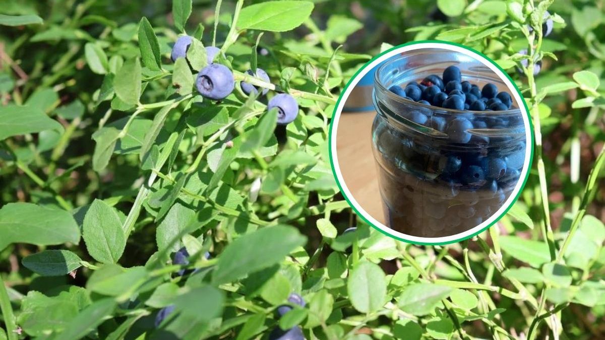 W lesie rosną, na targu brakuje. Pokazali zdjęcia