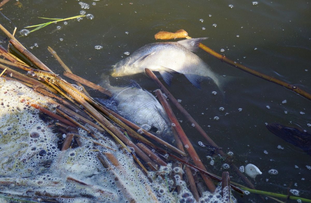 W Kanale Gliwickim 10 czerwca zebrano ponad 450 kg śniętych ryb (zdjęcie ilustracyjne)