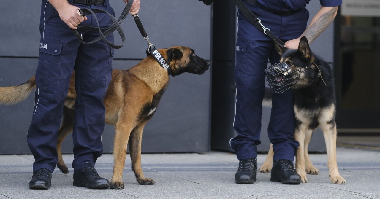 Poznań: Oto najlepsze czworonogi w wielkopolskiej policji. Nagrodzono psy oraz ich opiekunów. "Nic nie zastąpi nosa psa"