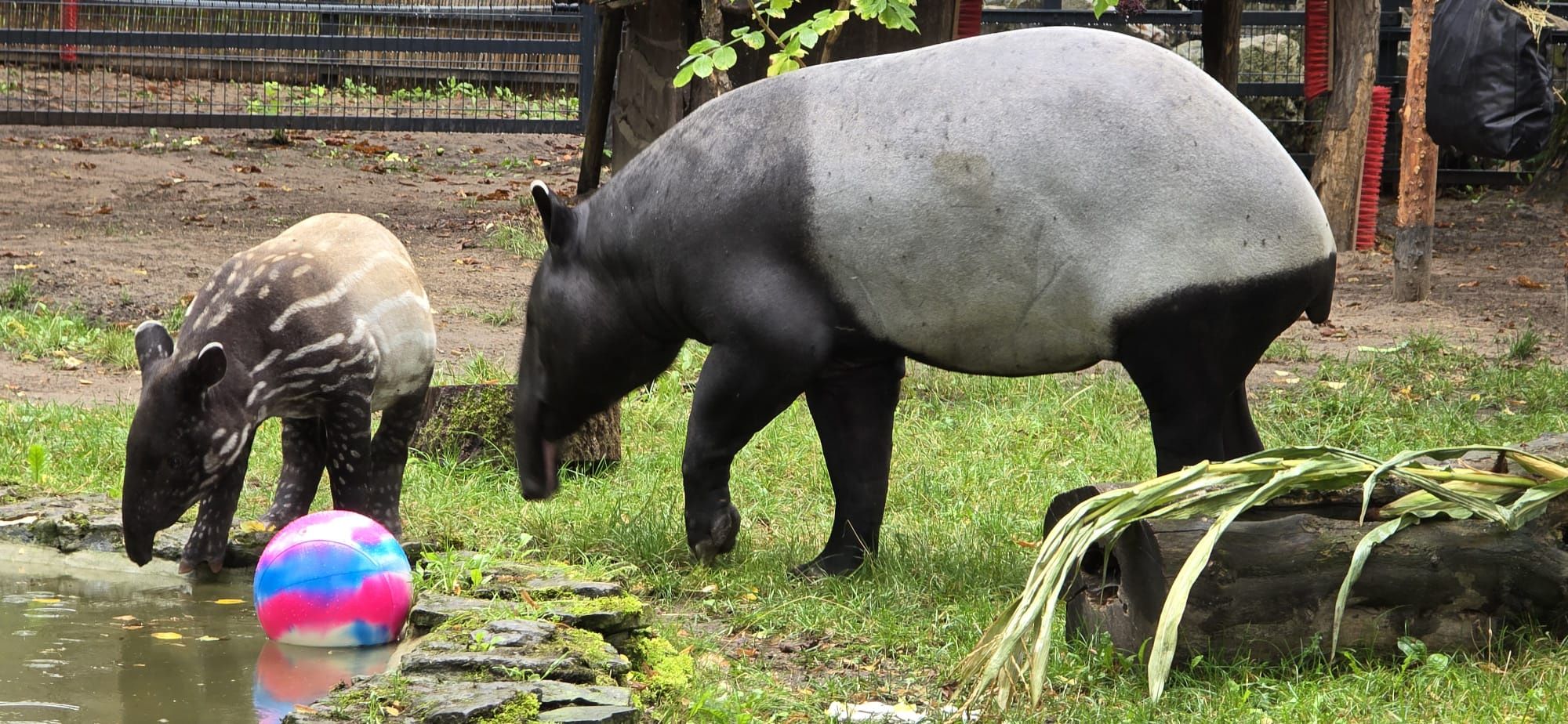 Tapir Baby Shower