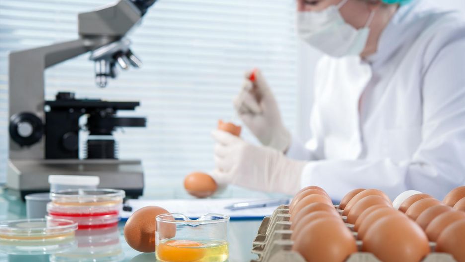 Cztery błędy, które mogą prowadzić do zakażenia się salmonellą