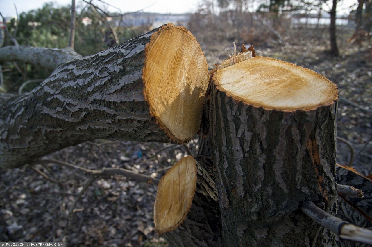 Ścięcie drzewa bez pozwolenia jest karalne