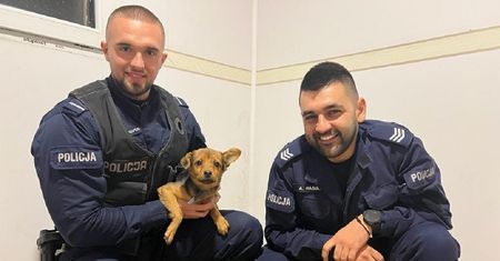 Sąsiedzi słyszeli nieustanny pisk. Dojrzeli go przez otwarte okno